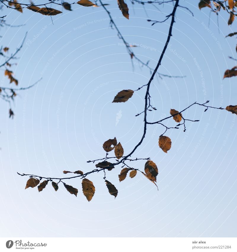 Leaf loss II Nature Sky Cloudless sky Autumn Branch Faded Blue Sadness Autumn leaves Autumnal Delicate October Suspended Change Transience Seasons Colour photo