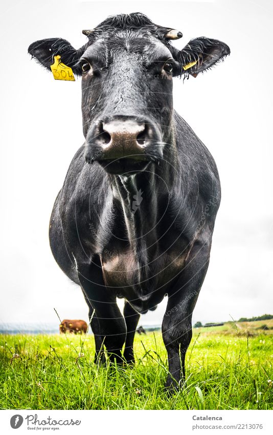 The dark side | The dark (out)side. Wet black cow Agriculture Drops of water Bad weather Rain Grass Meadow Willow tree Farm animal Cow Black Angus 1 Animal