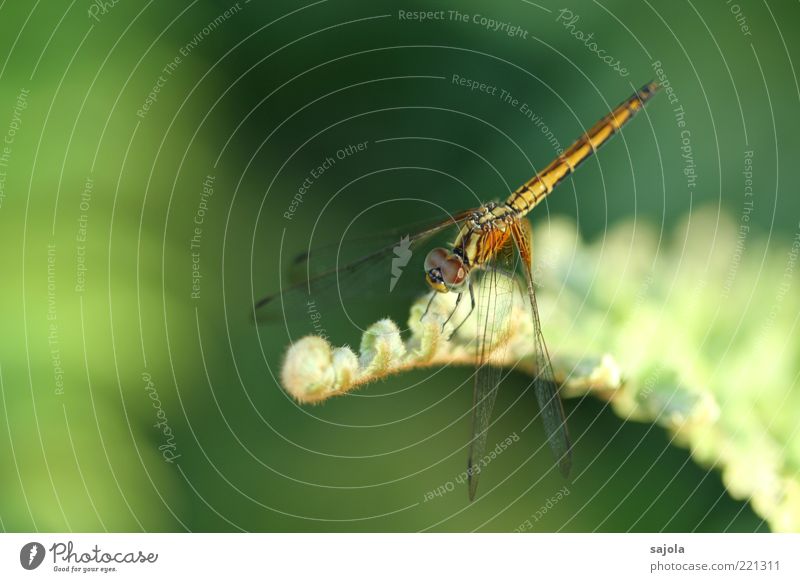 delicate beauty II Nature Plant Animal Wild animal Insect Dragonfly 1 Sit Wait Green Relaxation Delicate Soft Pastel tone Colour photo Exterior shot