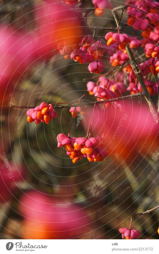 Autumnal play of colours Environment Nature Plant Bushes Authentic Small Natural Beautiful Orange Pink Berries Colour photo Exterior shot Detail Day Light