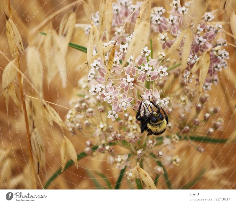 Bee Balance Joy Beautiful Healthy Harmonious Well-being Summer Hiking Nature Plant Spring Flower Grass 1 Animal Discover Small Gold Pink Black Conscientiously