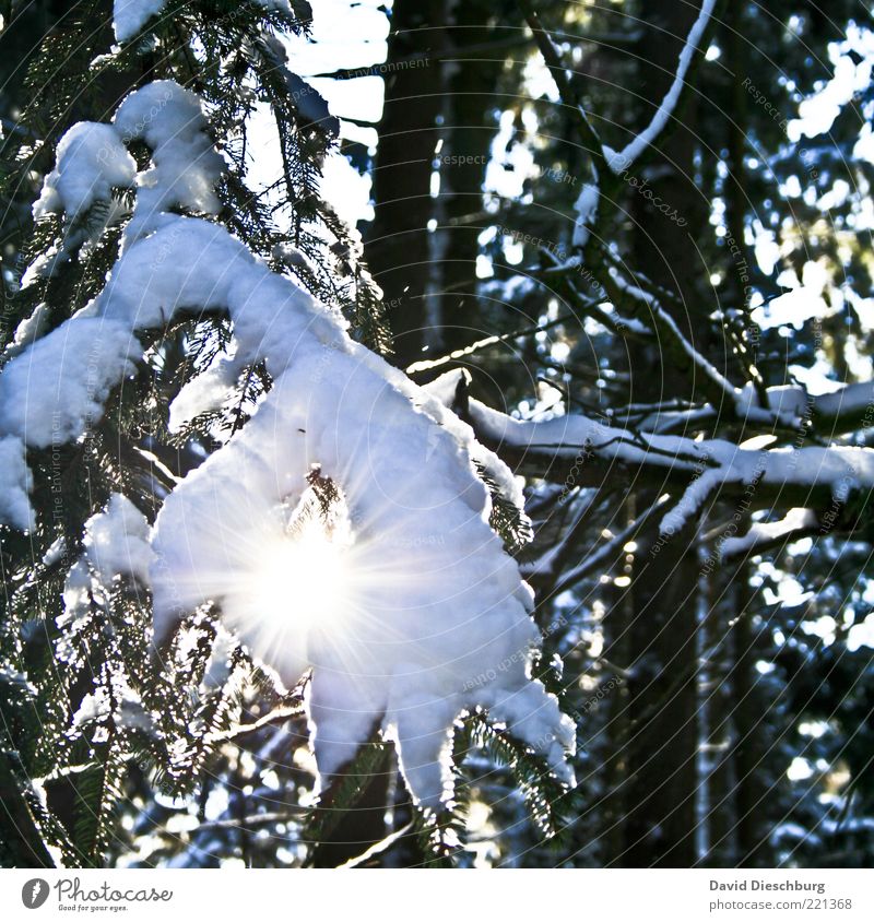 Snow vs. sun Nature Plant Winter Beautiful weather Ice Frost Warmth Tree Forest Black White Branch Winter mood Winter forest Lighting December January Cold