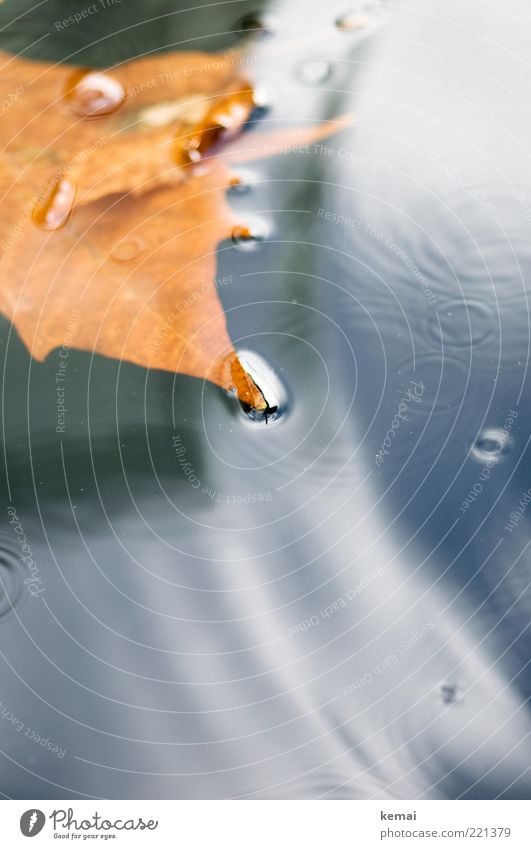 Small circles Environment Nature Water Autumn Climate Bad weather Storm Rain Leaf Dark Wet Brown Gold Float in the water Circle Surface of water Colour photo