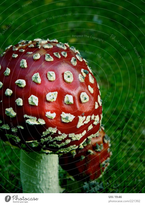 Mother and child. Calm Nature Earth Autumn Mushroom Meadow Hat Discover Esthetic Authentic Green Red Unwavering Dangerous Amanita mushroom Colour photo