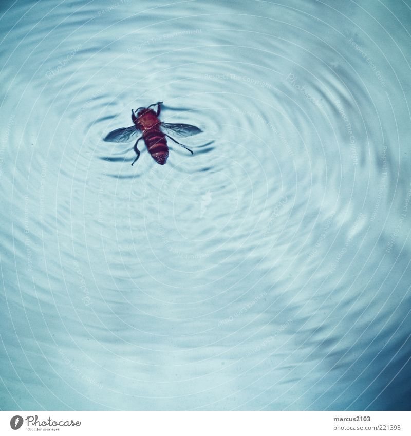 fly on water Water Waves Animal Wild animal Fly Bee Animal tracks 1 Fight Blue Brown Fear of death Dangerous Stress Perturbed Apocalyptic sentiment Threat Death