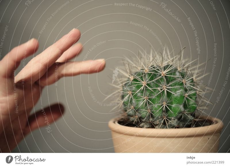 fears of contact Hand Fingers Cactus Pot plant Exotic Barrel cactus Thorn Green thumb Touch Threat Natural Point Thorny Wild Attentive Curiosity Surprise Pain