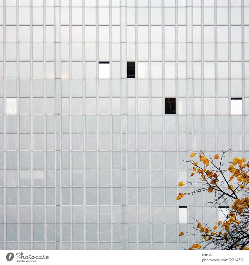 Courtyard with autumn decoration Environment Nature Autumn Leaf High-rise Architecture Facade Window Gray Branch Glas facade Open Closed Parallel Vertical