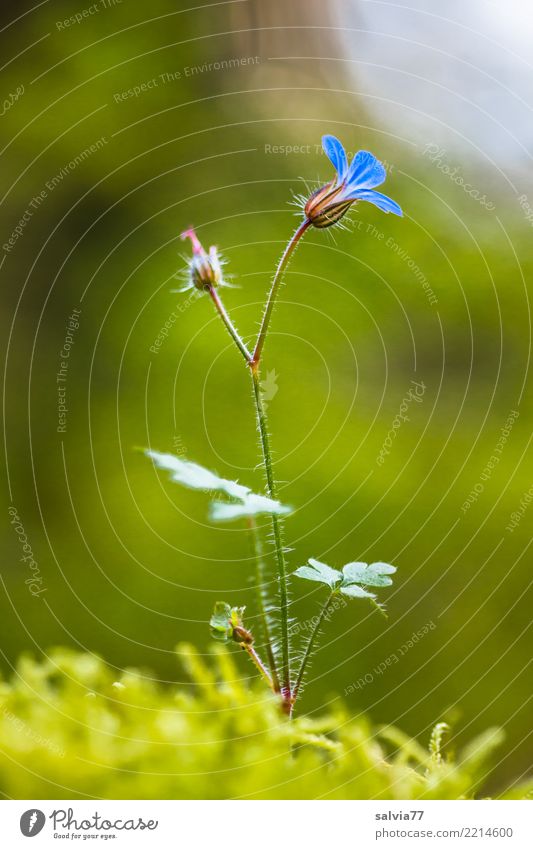 Flowerlets delicate and fine Environment Nature Plant Summer Moss Blossom Forest Blossoming Growth Esthetic Soft Blue Green Fragrance Loneliness Happy Hope