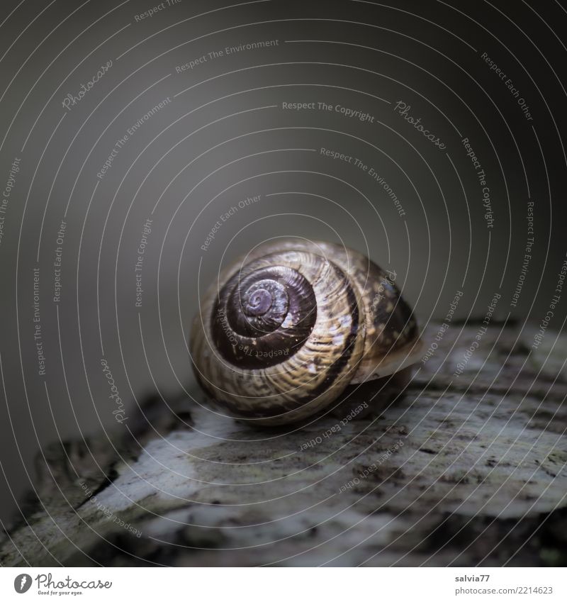 introverted Nature Autumn Animal Snail 1 Dark Round Gray Black Safety Protection Calm Grief Loneliness Uniqueness Dream Sadness Closed Withdrawn Spiral Mystic