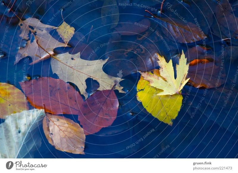 superficial look at autumn Nature Plant Water Autumn Leaf Pond Deserted Collection Esthetic Near Natural Blue Brown Multicoloured Yellow Variable Transience