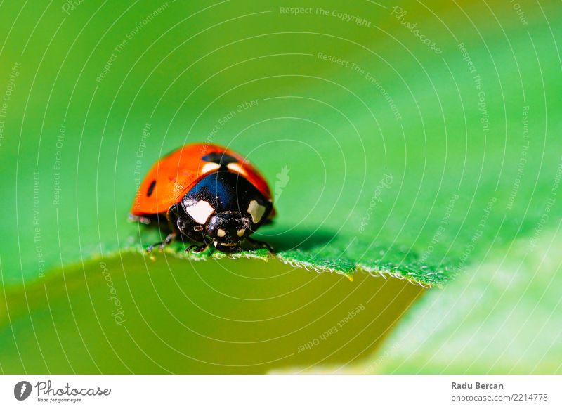 Red Ladybug Insect On Green Leaf Macro Nature Plant Animal Summer Garden 1 Crawl Simple Near Cute Multicoloured Black Colour Environment Bug Ladybird