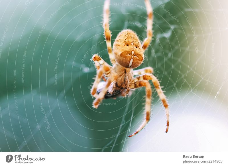 European Cross Spider (Araneus Diadematus) On Web Eating Prey Environment Nature Animal Summer Beautiful weather Garden Wild animal Animal face 1 To feed