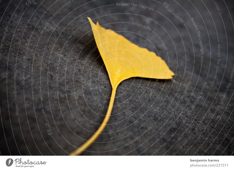 Don't forget mine... different. Nature Autumn Leaf Under Yellow Gold Colour photo Exterior shot Deserted Day Deep depth of field Shriveled Copy Space bottom