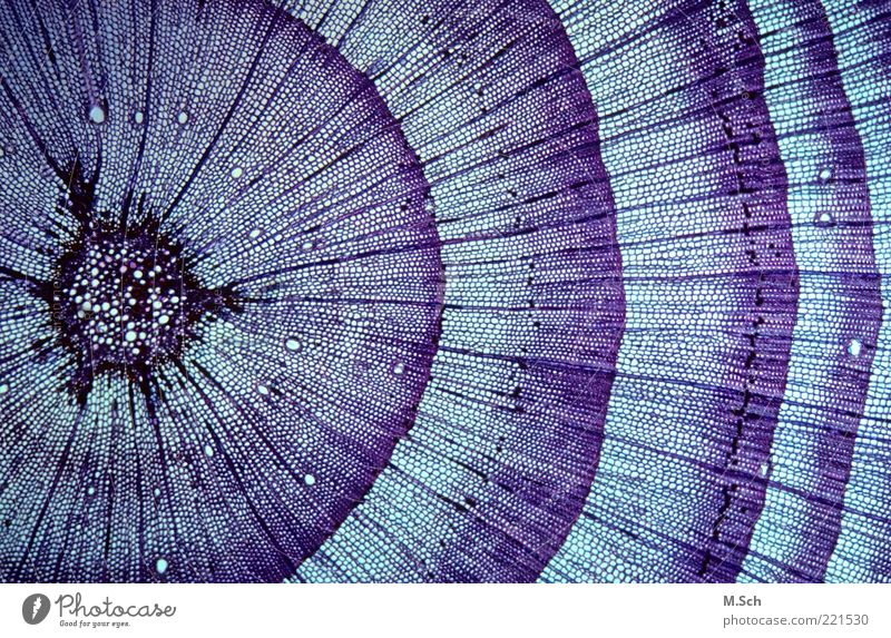 Traces of life Environment Nature Plant Tree Wild plant Growth Annual ring microscopy Colour photo Macro (Extreme close-up) Deserted Artificial light