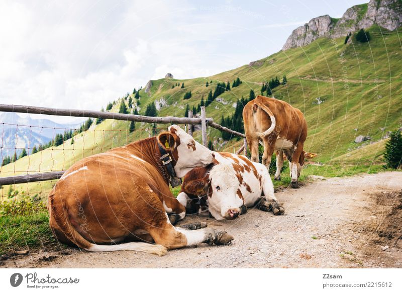 cow cuddles Mountain Environment Nature Landscape Sky Summer Alps Peak Traffic infrastructure Cow 3 Animal Relaxation Lie Happy Natural Brown Green Trust