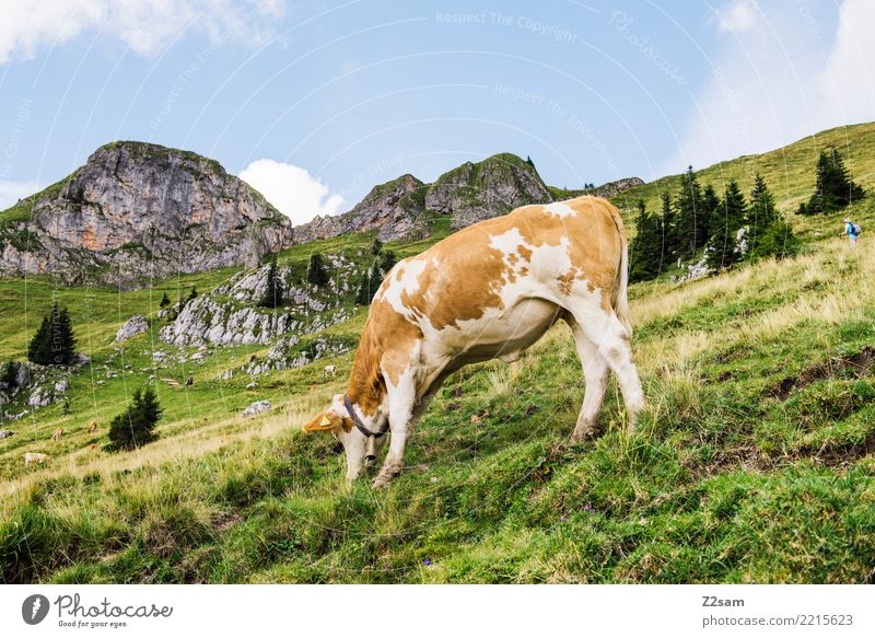 MUHHH!!! Mountain Hiking Environment Nature Landscape Sky Summer Beautiful weather Meadow Alps Cow To feed Stand Happy Sustainability Natural Brown Green