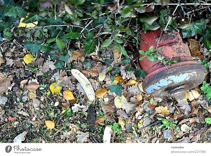hydrant Nature Water Autumn Leaf Metal Rust Multicoloured Green Red Fire hydrant Hedge Water supply Colour photo Exterior shot Inverted Deserted Old Day