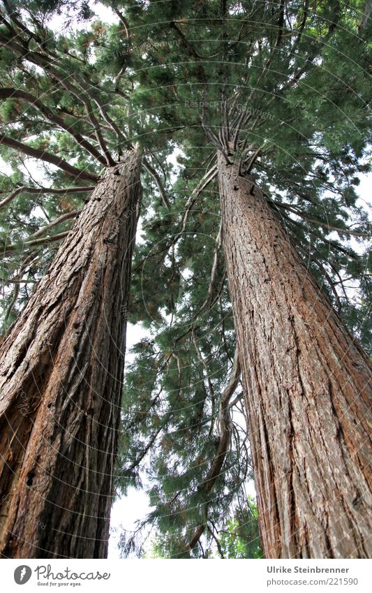 Two sequoias from the frog's perspective Plant Tree Growth Old Exceptional Exotic Large Tall Long Near Thin Strong Brown Force Calm Attachment 2 Colour photo