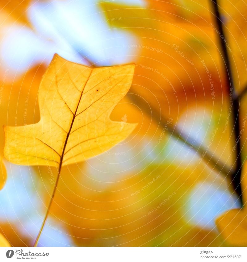 Picture for cloudy days Environment Nature Plant Air Sky Autumn Climate Beautiful weather Tree Leaf Old To dry up Esthetic Blue Brown Yellow Gold tulip tree