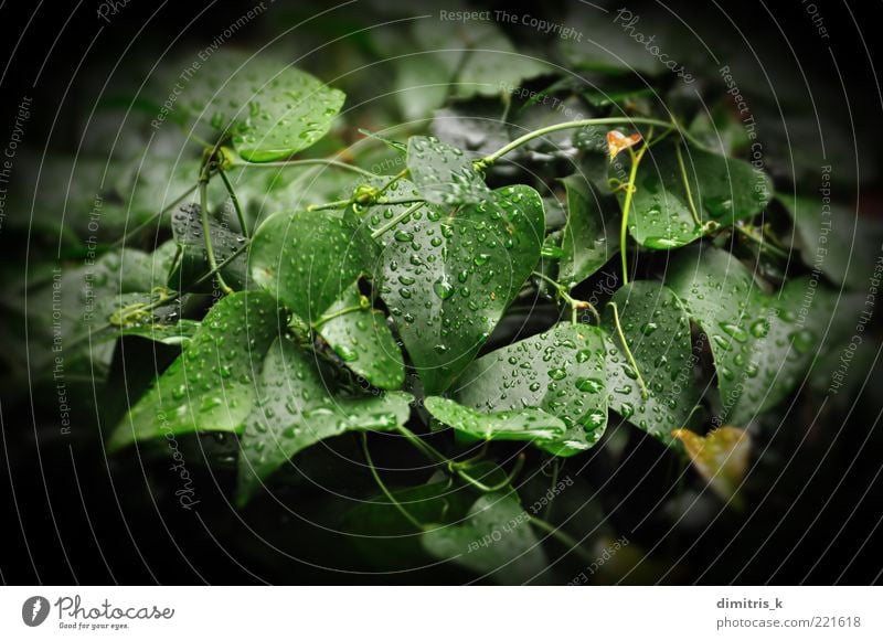 ivy leaf Environment Nature Plant Drops of water Autumn Weather Rain Ivy Leaf Growth Dark Fresh Wet Green Black Colour raindrops Background picture Botany