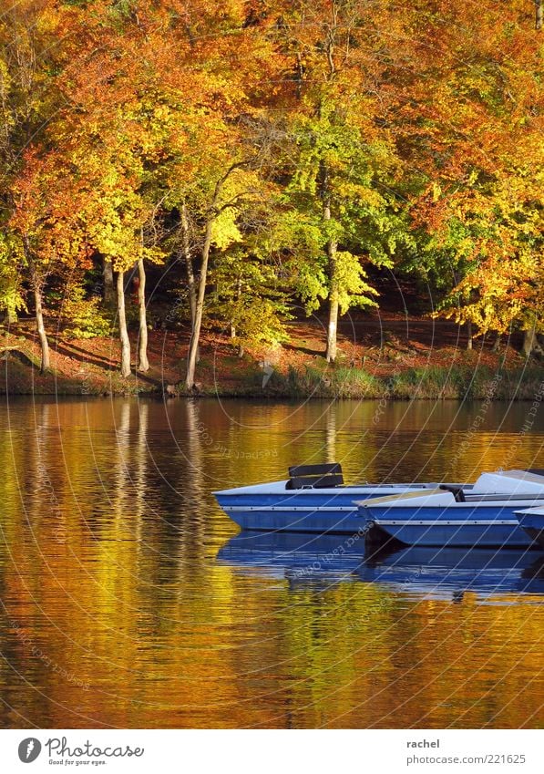 Let's go pedal boating... Nature Water Beautiful weather Lakeside Romance Bright Colours Autumn Autumn leaves Indian Summer Pedalo Transience Seasons