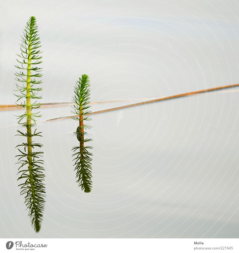 fried egg Environment Nature Plant Water Foliage plant Aquatic plant Blade of grass Pond Lake Growth Natural Calm Float in the water Water reflection Twig