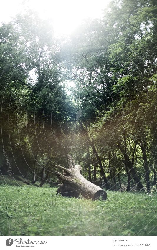 forgotten Environment Nature Tree Meadow Forest Esthetic Bizarre Uniqueness End Discover Mysterious Life Sustainability Calm Stagnating Survive Past Transience