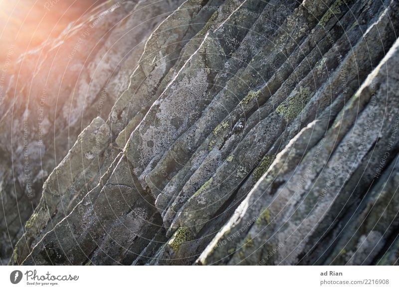 Rock n' Roll Climbing Climbing wall Environment Nature Autumn Moss Blossoming Glittering Illuminate Old Gloomy Dry Colour photo Exterior shot Copy Space right