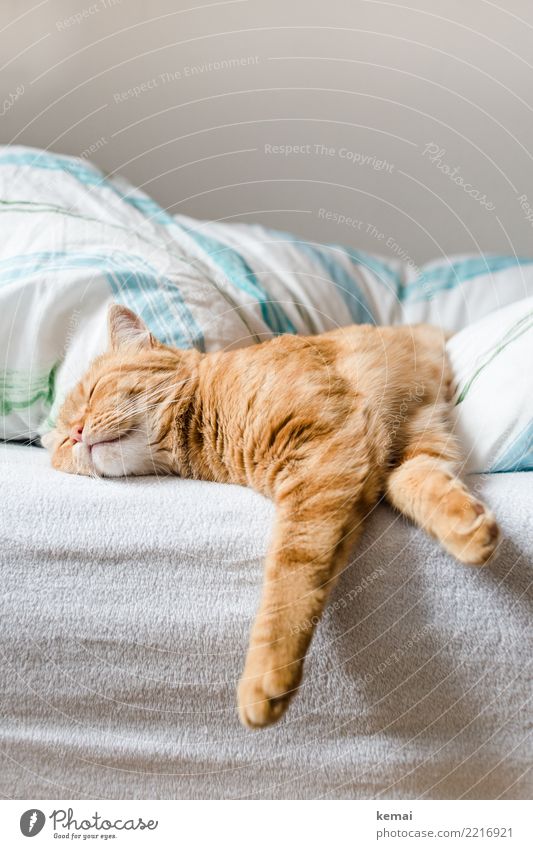 Sleep Lifestyle Wellness Harmonious Well-being Contentment Senses Relaxation Calm Leisure and hobbies Living or residing Flat (apartment) Bed Bedroom Animal Pet