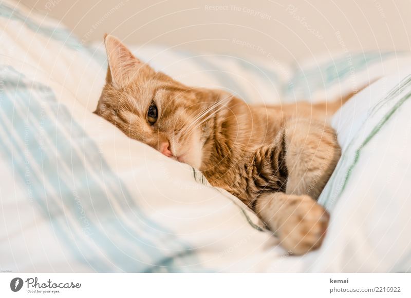 observation Lifestyle Harmonious Well-being Contentment Relaxation Calm Leisure and hobbies Living or residing Flat (apartment) Bed Bedroom Duvet Pet Cat