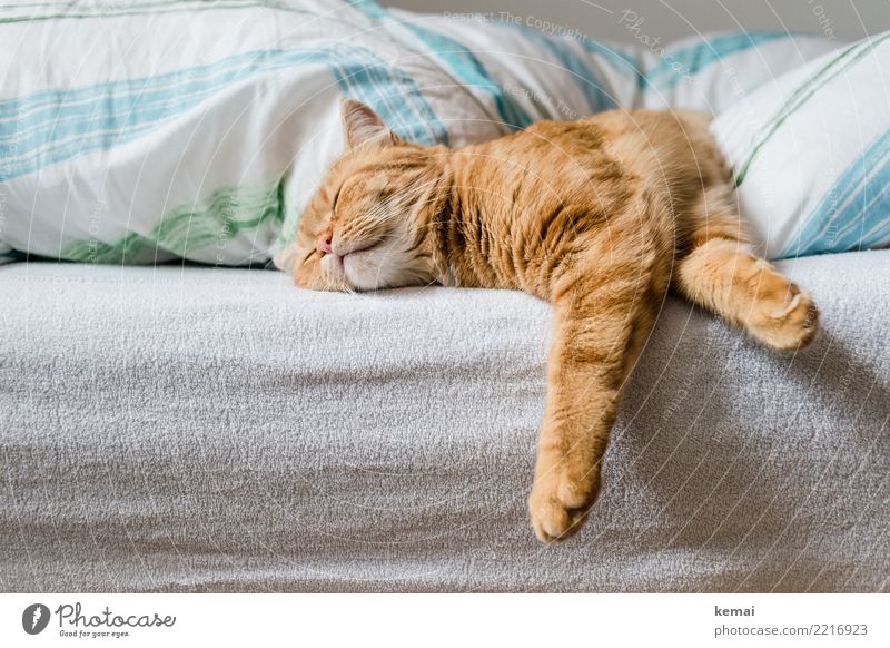 autumn blues Leisure and hobbies Living or residing Flat (apartment) Bed Bedroom Duvet Animal Pet Cat Animal face Pelt Paw 1 Relaxation Lie Sleep Authentic