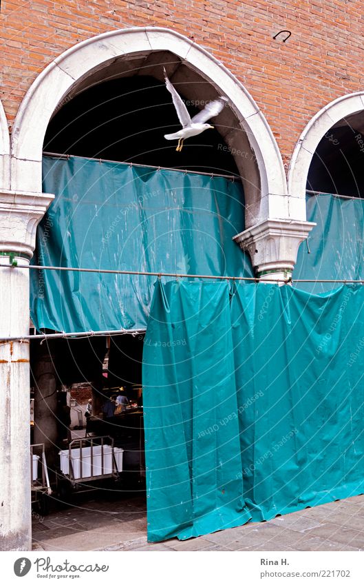 Freedom II Rialto Venice Old town Deserted Pigeon 1 Animal Flying Blue Red Markets Escape Flee Colour photo Copy Space right Drape Bird Old building