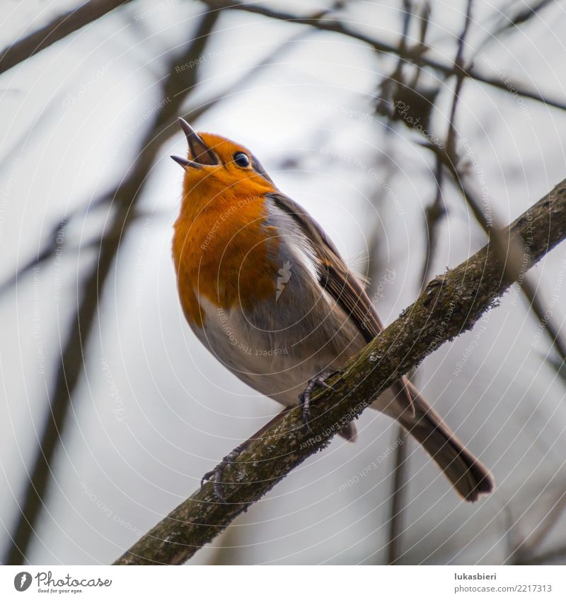 Robin sings on a branch Robin redbreast chestnut-bellied brisket Chirping Sing Song Bird Beautiful Sweet Winter Red Feather petrel Wait Nature Baby animal