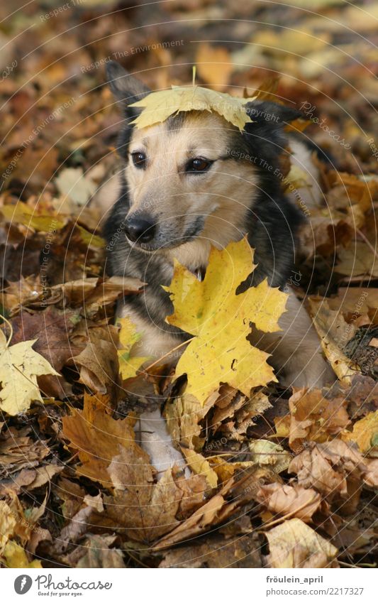 Dog in foliage Nature Autumn Leaf Maple leaf Park Forest Deserted Animal Pet Animal face Pelt 1 Cuddly Funny Natural Cute Soft Brown Yellow Gray Black