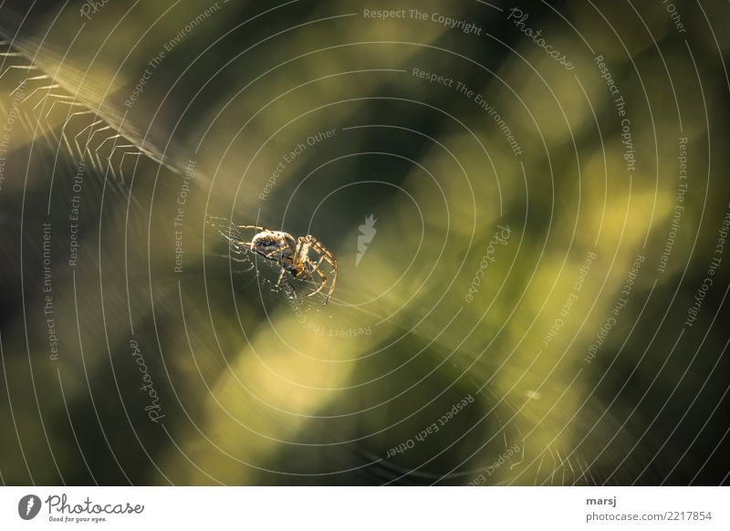 Beyond the (feel-good) mainstream | with creep factor Animal Spider 1 Spider's web Observe To hold on Crawl Wait Disgust Creepy Natural Green Attentive Diligent