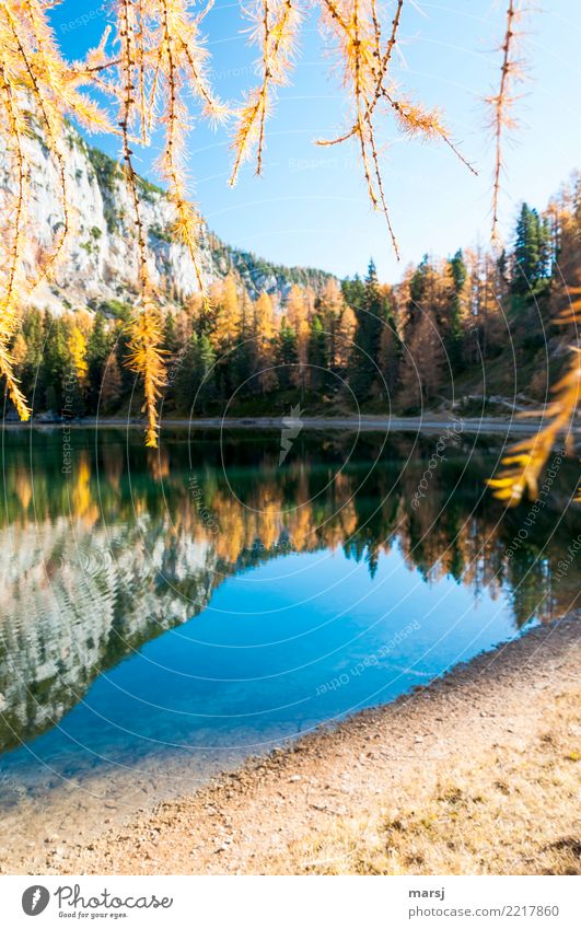 All good things come from above Nature Autumn Beautiful weather Plant Branch Larch Lake Mountain lake maple lake Hang Illuminate Exceptional Fantastic Blue