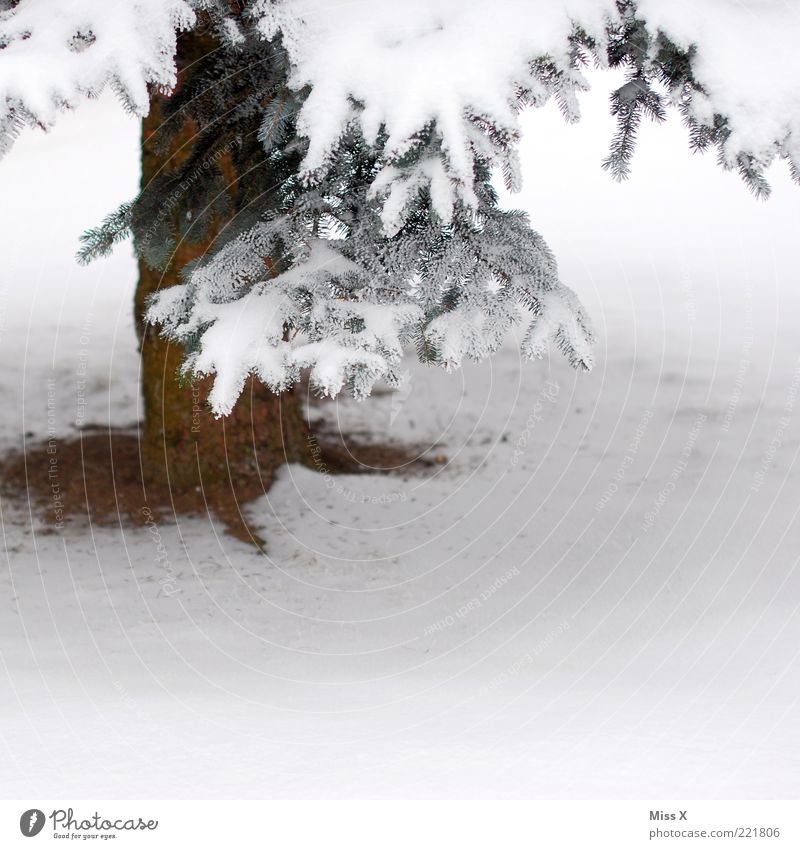 A Tännschn plies Winter Ice Frost Snow Tree Freeze White Fir tree Twig Tree trunk Winter mood Colour photo Exterior shot Copy Space right Copy Space bottom 1