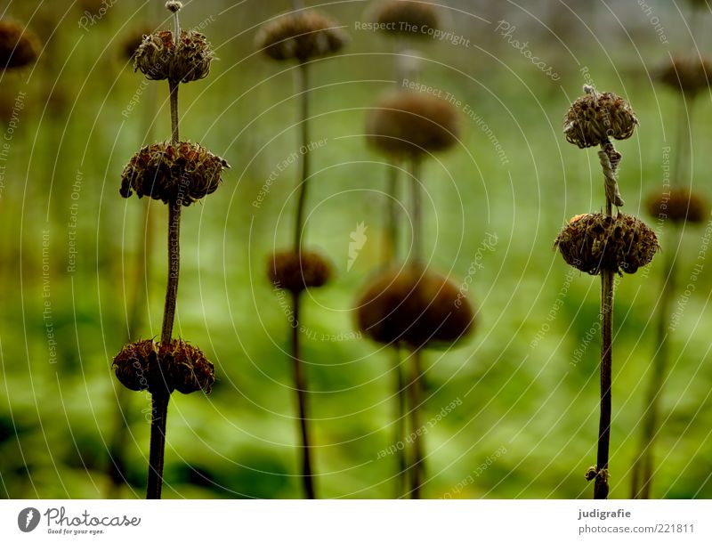 meadow Environment Nature Plant Grass Blossom Meadow To dry up Growth Dark Natural Dry Wild Green Moody Transience Colour photo Exterior shot Deserted Day Blur