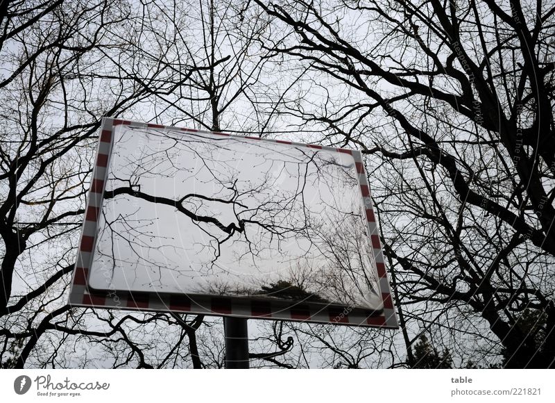 nothing is as it seems... Environment Nature Sky Autumn Winter Tree Mirror Wood Glass Metal Dark Sharp-edged Cold Gray Black Emotions Calm Bizarre