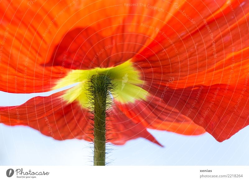 200. :-) worm's-eye view Spring Flower Blossom Stalk Iceland poppy Garden Yellow Green Red Ease Hairy Blossom leave Xenia Colour photo Exterior shot