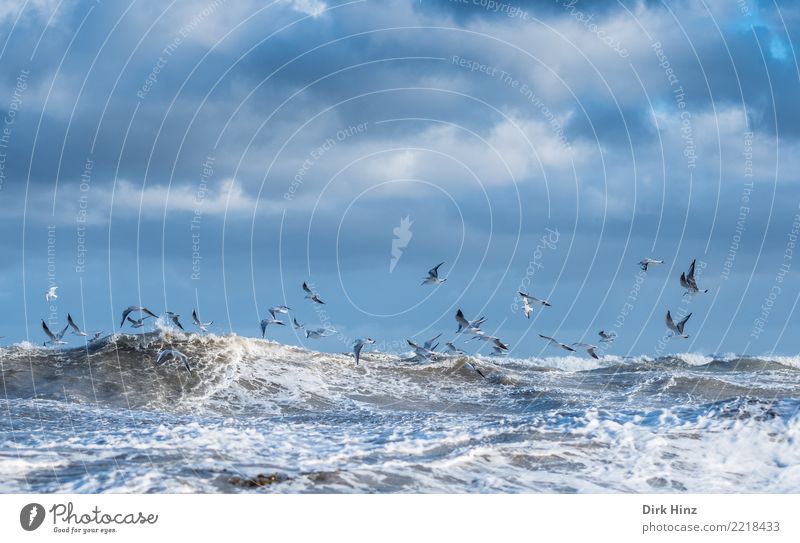 Seagulls in the Baltic storm Environment Nature Landscape Water Sky Clouds Storm clouds Horizon Autumn Climate change Gale Waves Coast Baltic Sea Ocean Flying