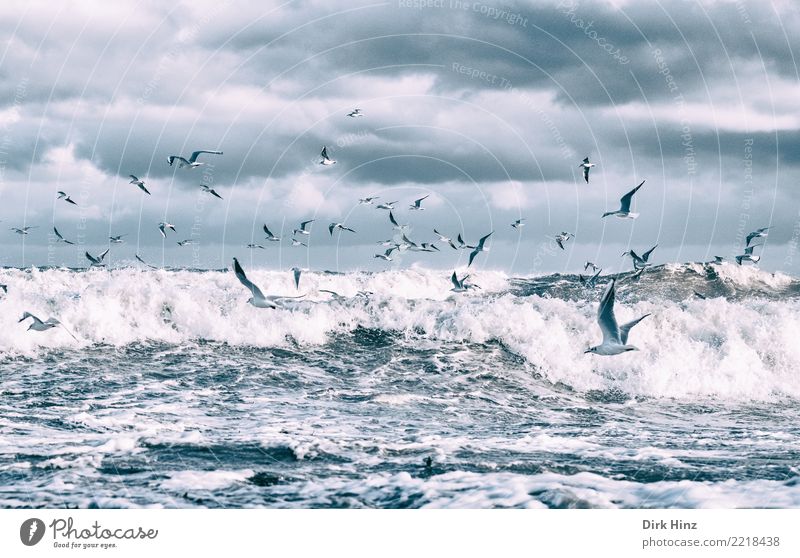Seagulls over the Baltic Sea waves IV Environment Nature Landscape Elements Air Water Clouds Storm clouds Horizon Autumn Winter Bad weather Waves Coast Ocean