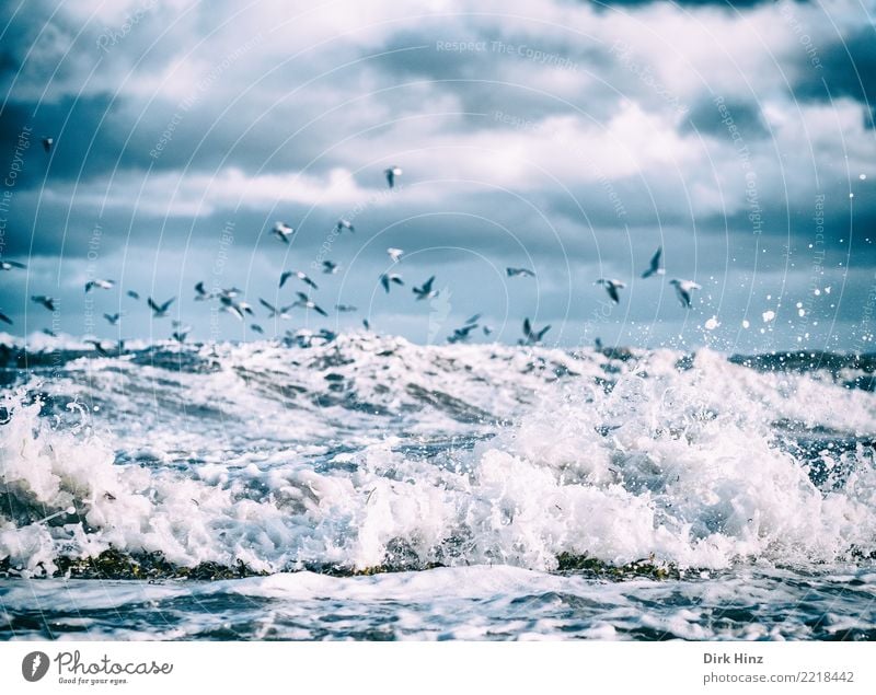 Seagulls over the Baltic Sea waves II Environment Nature Landscape Elements Air Water Sky Clouds Storm clouds Horizon Autumn Winter Bad weather Wind Gale Waves