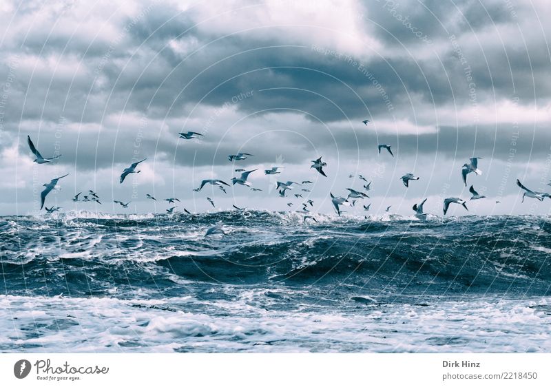 Seagulls over the Baltic Sea waves III Environment Nature Landscape Air Water Sky Clouds Storm clouds Horizon Autumn Winter Climate change Weather Bad weather