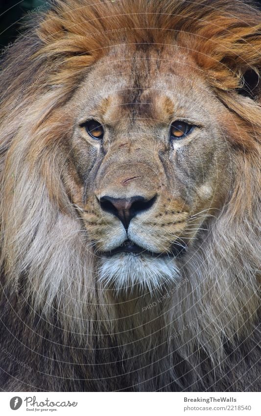 Close up portrait of male lion looking at camera Animal Wild animal Animal face Zoo Lion Cat Big cat Wild cat Mammal 1 Pride Beautiful Cute wildlife Nature Eyes