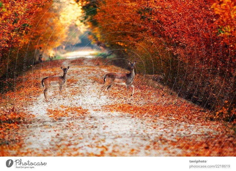 fallow deer does on rural road in autumn Beautiful Hunting Woman Adults Nature Landscape Animal Autumn Tree Park Forest Street Lanes & trails Fur coat Faded