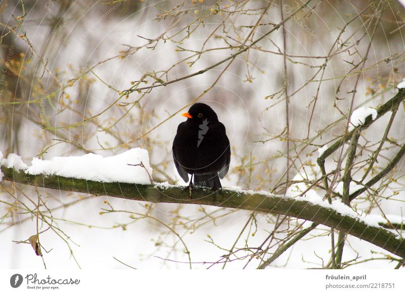 Blackbird in winter Nature Animal Winter Ice Frost Snow Twigs and branches Bird 1 Free Cold Small Brown White Anticipation Serene Patient Climate Environment