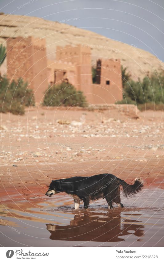 #A# dog warm Art Esthetic Dog Morocco Arabia Water Surface of water film set Colour photo Subdued colour Exterior shot Deserted Copy Space left Copy Space right