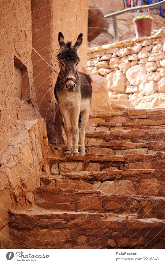 #A# Donkey rest Small Town House (Residential Structure) Esthetic Dog-ear Donkey foal Chained up Stairs Alley Colour photo Subdued colour Exterior shot Detail