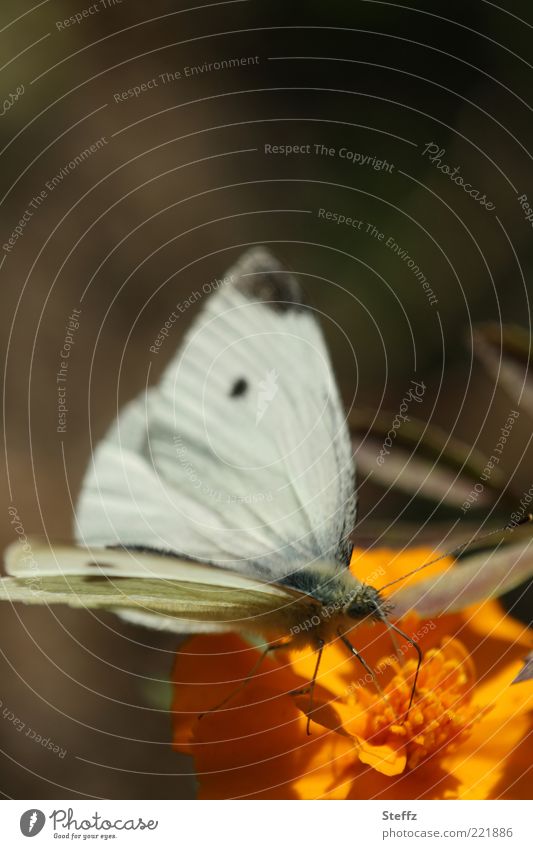 Small cabbage white in the warm October sun small cabbage white butterfly Butterfly Grand piano Pieridae Brown White Ease Foraging Early fall butterflies Near